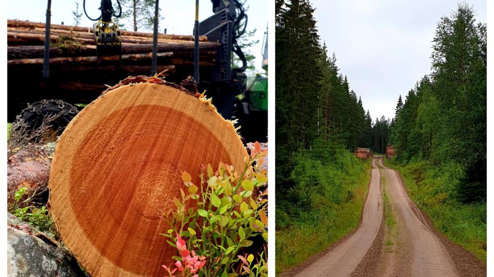 Lenke til artikkel: Delt stilling som daglig leder i Åsnes kommuneskoger KF og som vegkoordinator for glåmdalskommunene