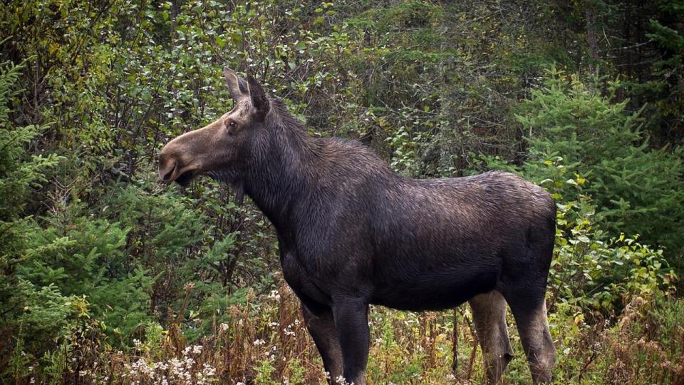 Lenke til artikkel: Høring - Endring av forskrift for minsteareal for elg i Åsnes kommune