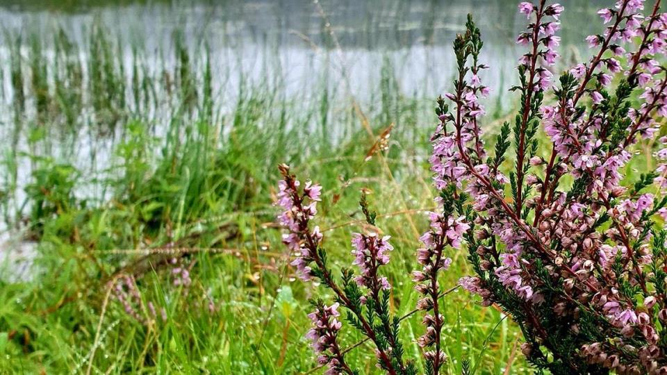 Lenke til artikkel: Planprogram på høring: Kommunedelplan for naturmangfold