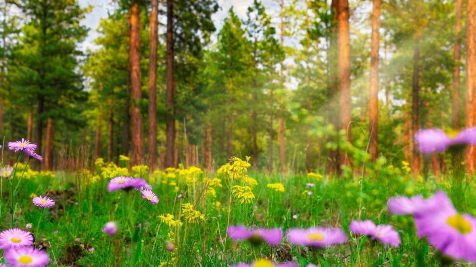 Lenke til artikkel: Møte om kommunedelplan for naturmangfold