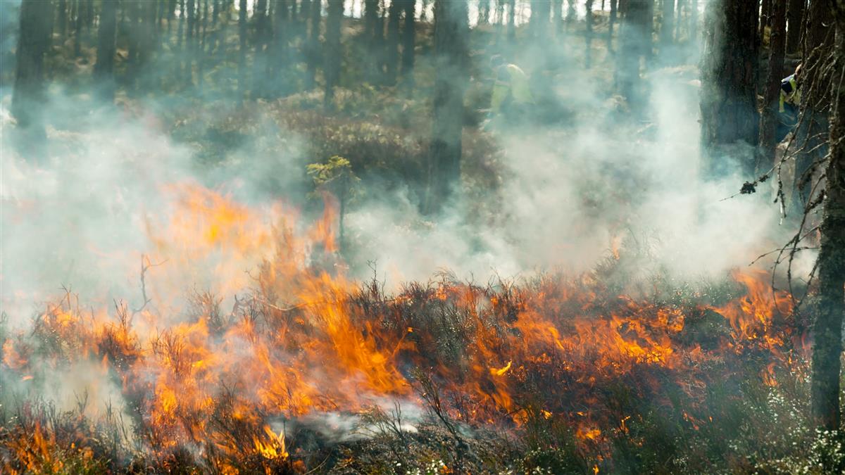 Skogbunn som brenner. - Klikk for stort bilde
