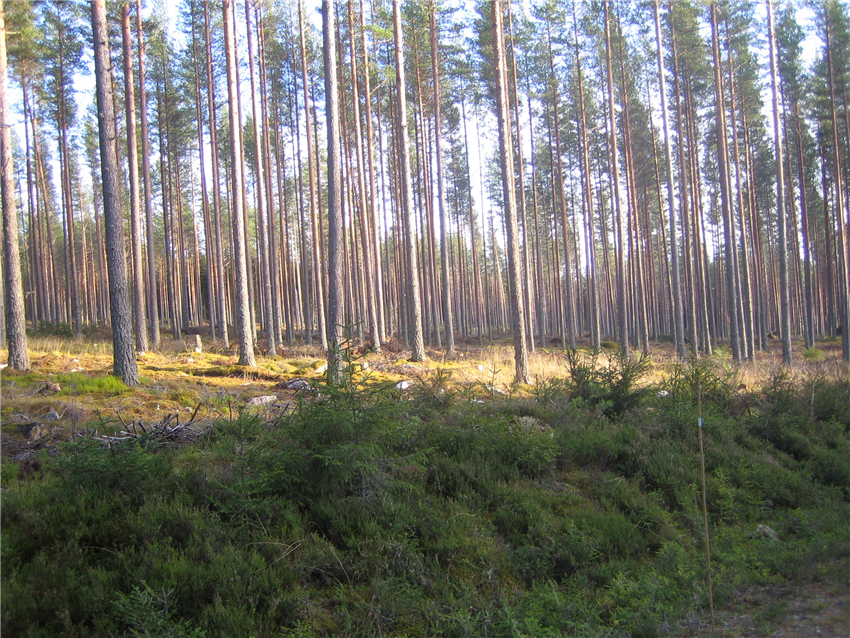 Furuskog Flobergsætra