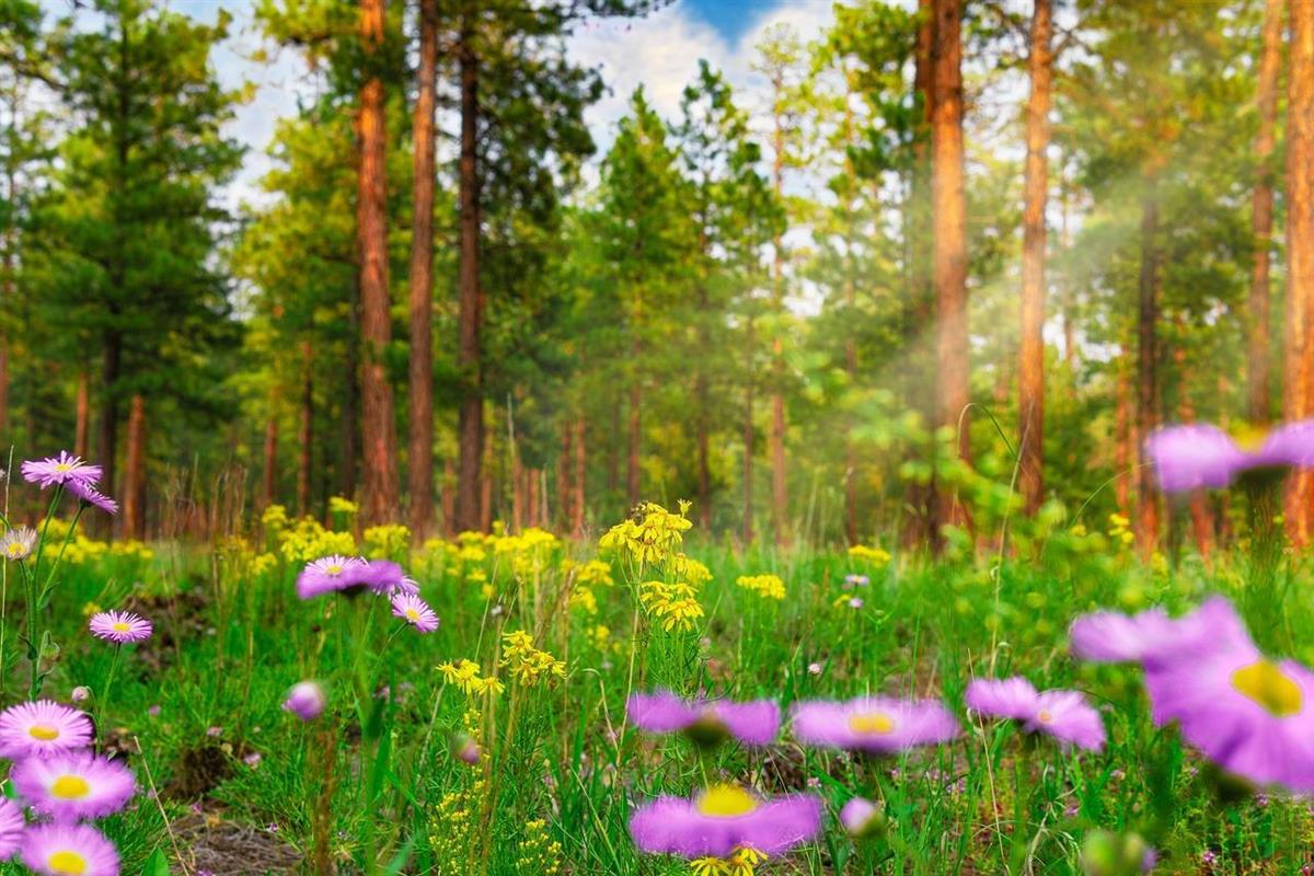 Bartrær med blomster i forgrunnen - Klikk for stort bilde